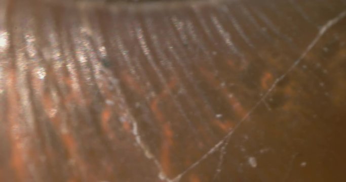 Close up of shell