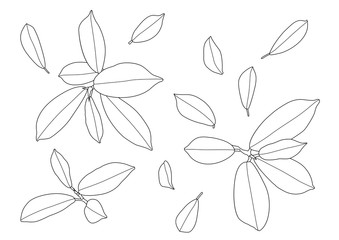 Fototapeta na wymiar Leaves line single leaf and leaf pattern black Bring to color decorate on white background illustration vector