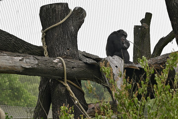 Adult Chimpanzee sitting on trunk outdoors in paddock.