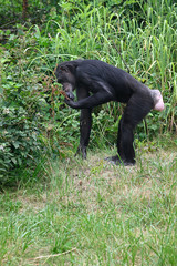 Chimpanzee tasting outdoors shrub leaves.