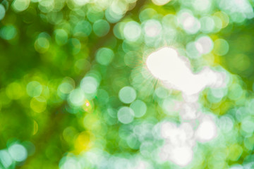 Obraz premium blur bokeh nature from sunlight Shining through the big trees.