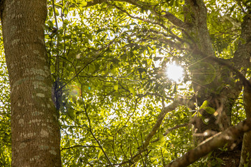 Fototapeta premium Sunlight Shining through the big green trees.