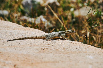 lizard agama Hardun on a rock on the island of Rhodes in Greece.