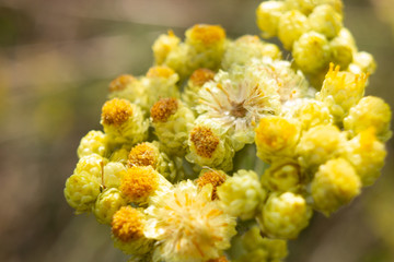 a fabulous bouquet of small flowers macro yellow color