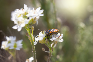 red beetle sitting on a white macro flower