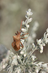 beautiful brown back bug bug crawling through the bushes