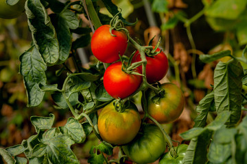 Ripening tomatoes on a branch, close-up