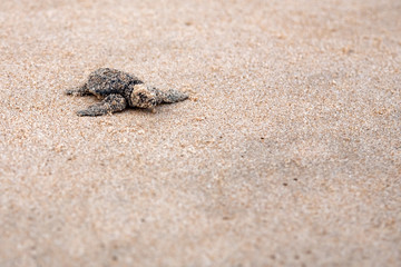 Baby turtles making it's way to the ocean