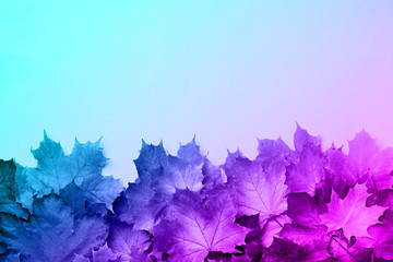 Colorful autumn leaves on neon background with copy space. Cozy fall mood. Season and weather...
