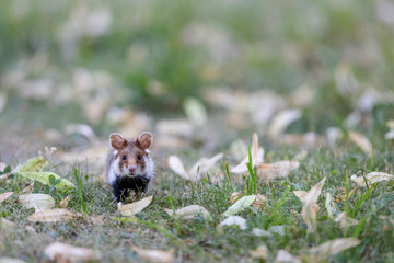 Ein Hamster von forne in einer Wiese mit Lindenblütensamen