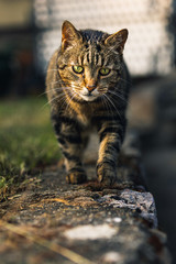 Katze, Schleichen, Lauer, Blick, Augen Farbe, Sonne, Licht