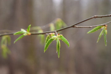 die Natur erwacht - hier Wald - Blätter 