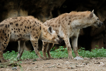 Hyena