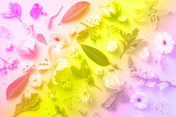 Creative layout with white flowers, copyspace over rainbow gradient background. Spring and summer concept in trendy neon colors.