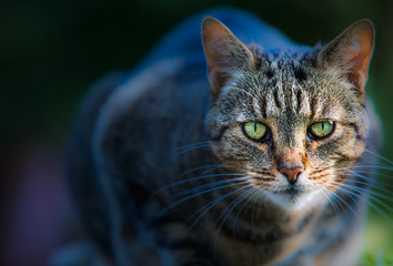 Katze, Lauer, Konzentriert, Direkt, Blick