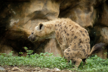 Obraz premium Hyena