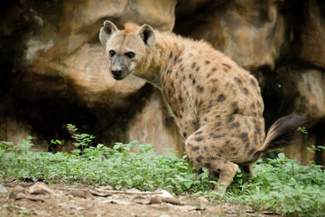 Obraz premium Hyena