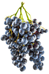 bunch of grapes isolated on white background