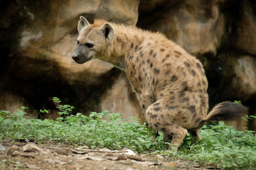 Obraz premium Hyena