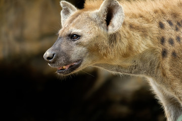 Hyena