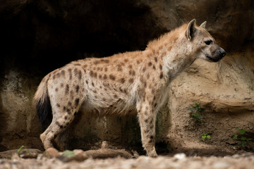Hyena
