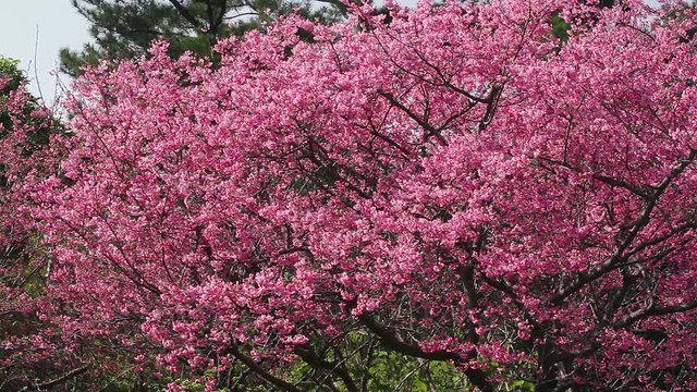 Blossoming bellflower cherry trees, Japan