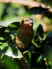Foudia.Madagascariensis bird