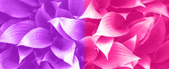 Leaves texture. Tropical leaf in trendy neon pink and violet color background. Banner. Top view