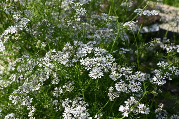 Blooming cilantro in the garden