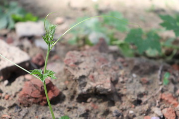 seedlings in soil