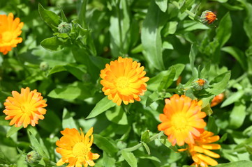 Calendula flowers in the garden