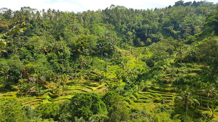 Fototapeta na wymiar Forest and rice terraces in Bali, Indonesia