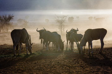 Fototapeta na wymiar Blue wildebeest and Elands eating grass early in the morning in the Namib Desert, Namibia