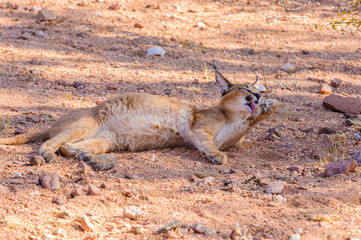 Caracal (Caracal caracal) washes its paws, Namibia