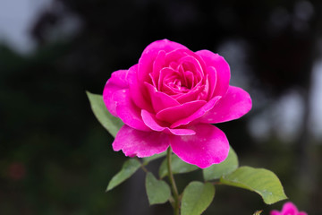 Pink Rose in the Garden