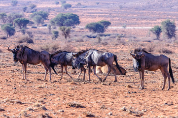 Herd of blue wildebeest (Connochaetes taurinus), Namib Desert, Namibia