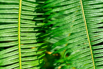 fern background green leaves