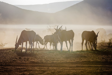 Eland and blue wildebeest eating grass early in the morning in the Namib Desert, Namibia