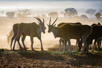 Eland eating grass early in the morning in the Namib Desert, Namibia