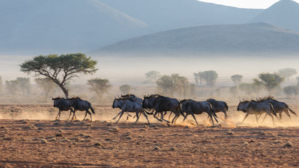 Fototapeta na wymiar A herd of blue wildebeest (Connochaetes taurinus) running, and kicking up dust during sunrise, Namib Desert, Namibia