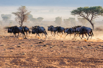 Naklejka na ściany i meble A herd of blue wildebeest (Connochaetes taurinus) running, and kicking up dust during sunrise, Namib Desert, Namibia