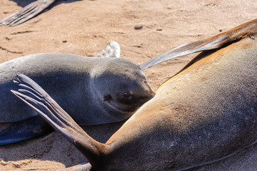 Cape fur seal pup suckling from his mother, Cape Cross, Namibia