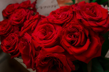 Bouquet of red roses. Many opened buds of red roses