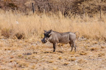 Male common warthog, Etosha National Park, Namibia