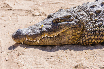 Teeth and head of a Nile Crocodile (Crocodylus niloticus), Namibia