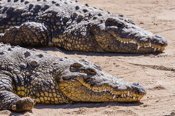 Obraz premium Two female Nile Crocodiles (Crocodylus niloticus), Namibia