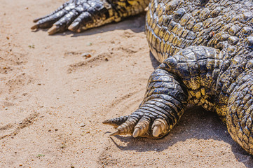 Fototapeta premium Claws on the foot of a 1 tonne male Nile Crocodile (Crocodylus niloticus), Namibia