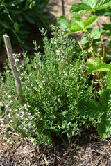 Bush of flowering thyme in the garden