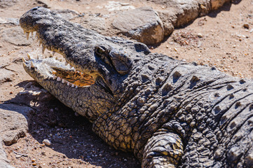 Nile Crocodile (Crocodylus niloticus) with its mouth open.  Namibia.
