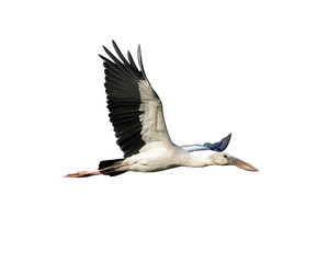 Image of Asian Openbill stock flying on white background. Bird. Animal.